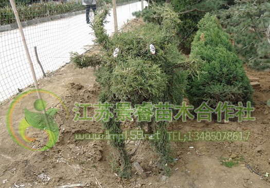 N;^ľ辰ľȣAͤӡȣ