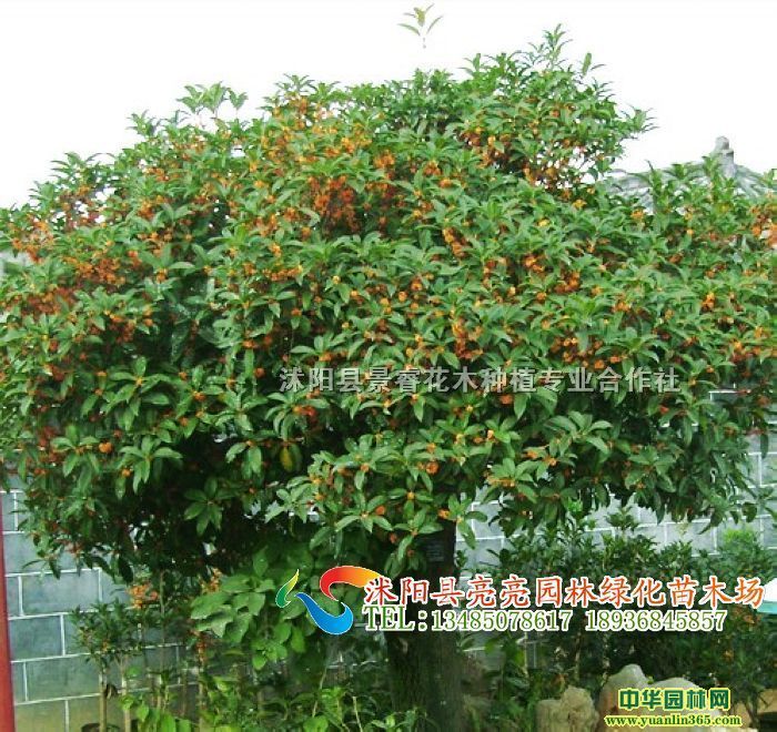 𻨡𻨘䡢𡢽yļ𻨵ȾGľ