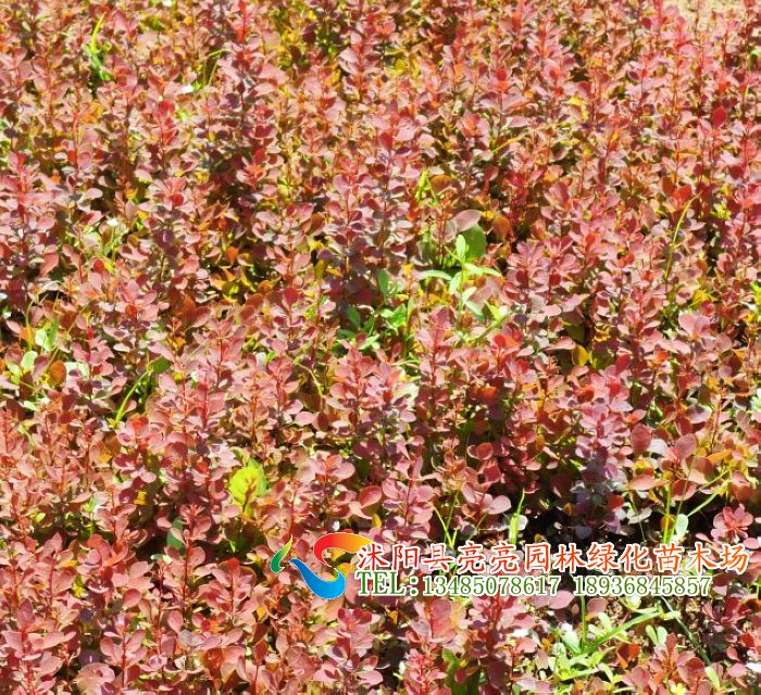 ֱѲǤС硢ءSul(wi)ìСޡ\ٵľ