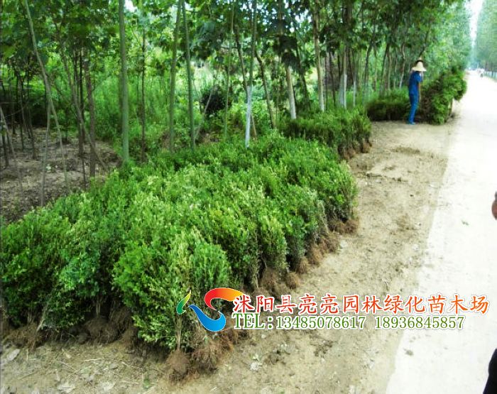 С~SС~SSSS