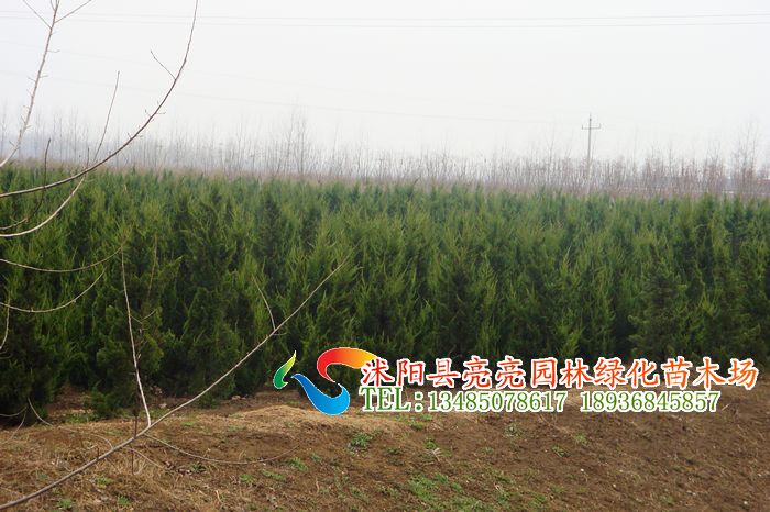 ߗUءֱ޽صľ