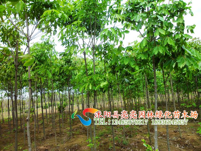 F1sZ鱡Z鱡Rľ~ȾGľ