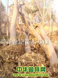 䡢Ϛg䡢Ϟ䡢ͩ䡢ǘ