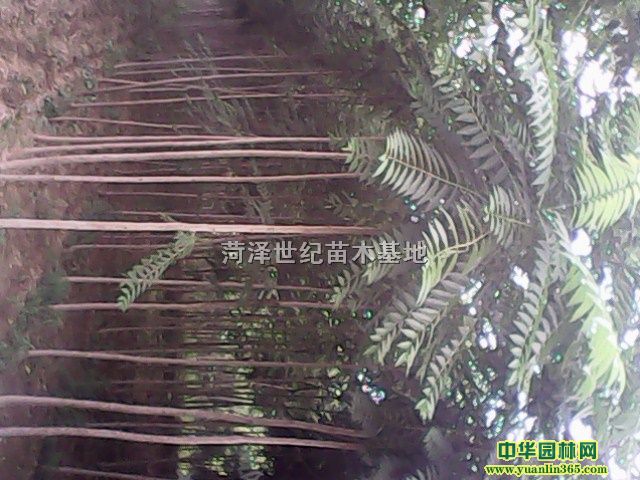 ͩ6-30֡Ϟ8-12֡Ǘ6-12