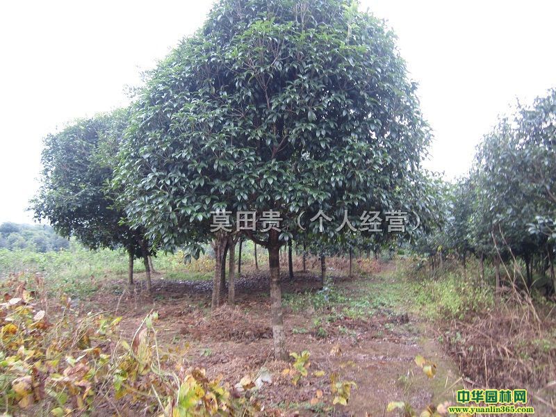 𻨘1012151820