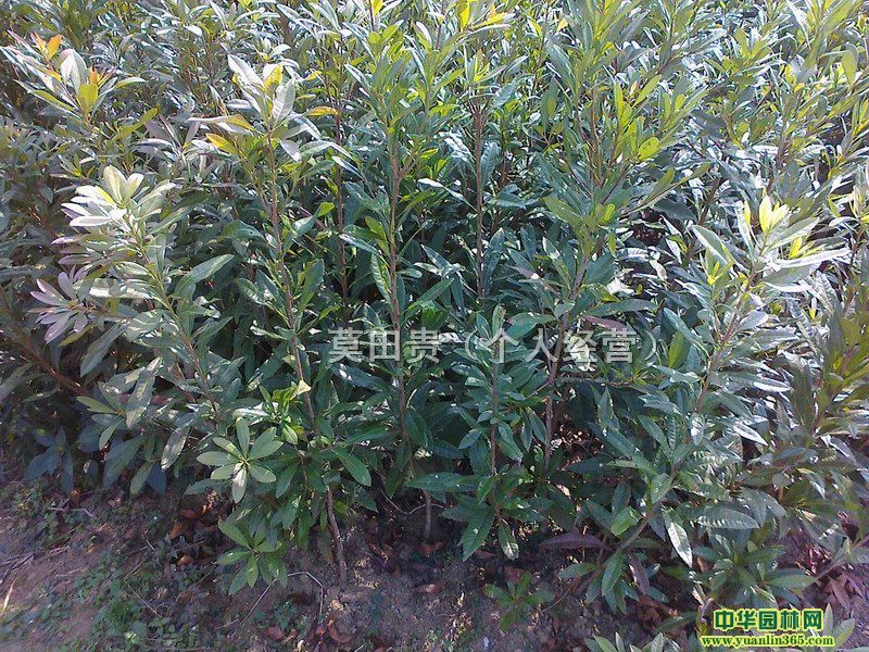 ΢С硢ѿ硢軨硢ļ𡢗÷