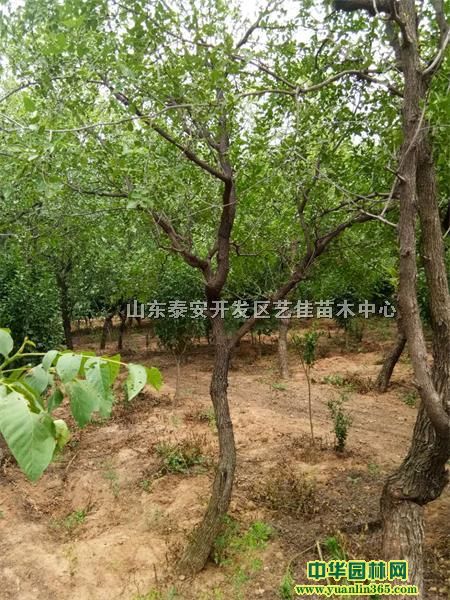 Ҏ(gu)񗗘1215֗ۃr