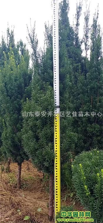 10fütɼ̎1׸߼tɼr(ji)񡢼tɼֲ(ji)