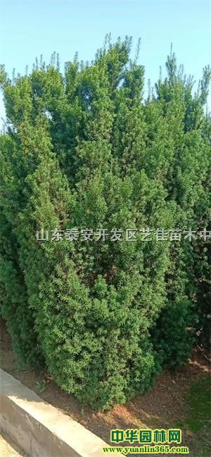 ռؼtɼNۡټtɼ̎tɼrk