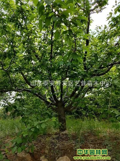 Ҏ(gu)Әl(f)@15-18-20Ә