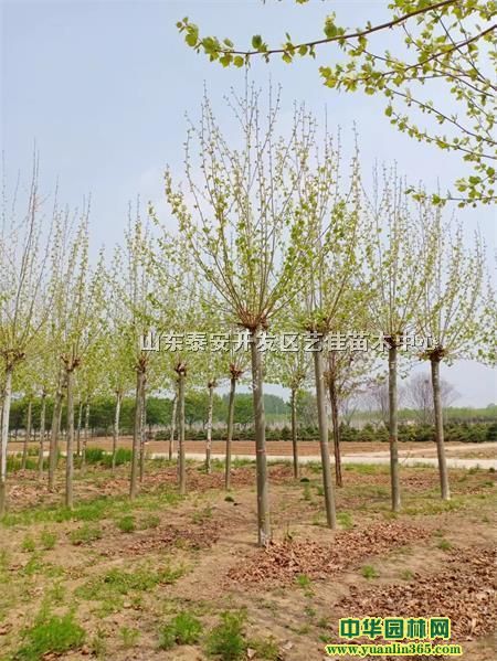 Ŀǰ1518ַͩrG20ַy