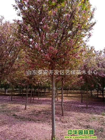 PڸߗU顢Ŀǰ12ָߗUăr