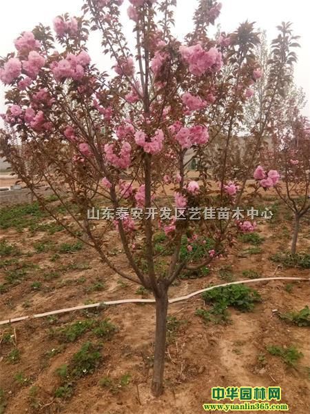 ѻaء8֙ѻ䡢10-12֙ѻ