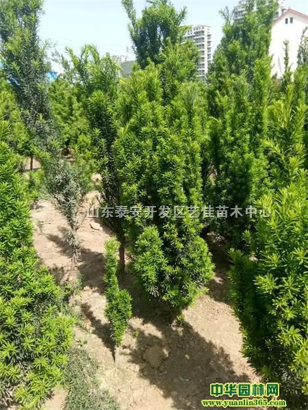 tɼС硢ρtɼء1-1.5׼tɼ