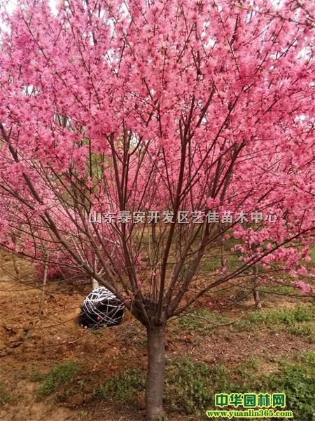 t~ҡԼ4-5ּt~ҳۡt~_(ji)