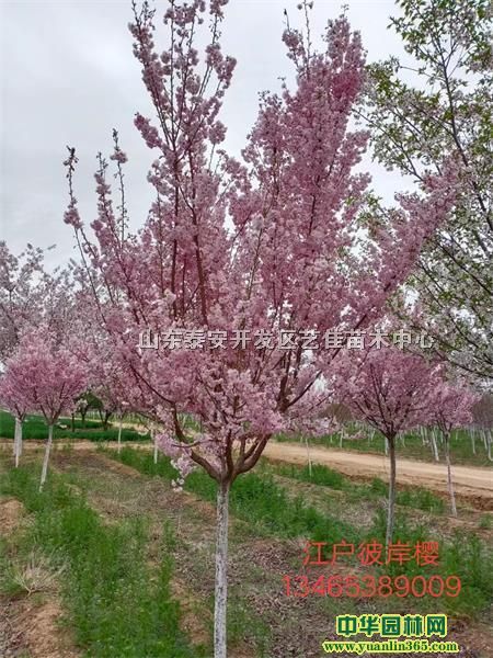 ɽ|ѻ硢8-10֙ѻrƷNѻ