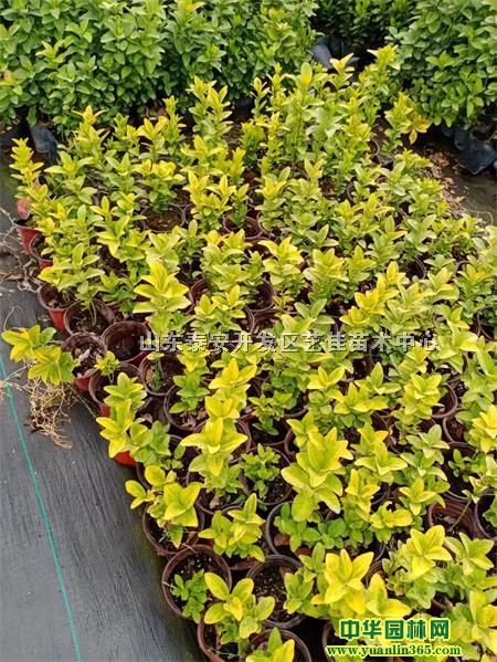 ɽ|~S硢Sr񡢸߶40ֹS