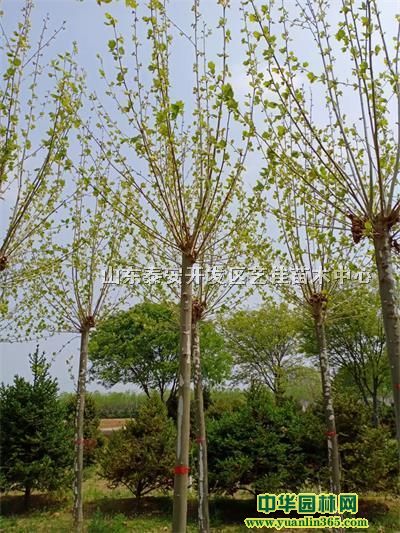 12ַͩ11-12ַͩb܇ͩGԽB