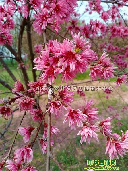 ջҡ7-8־ջҽB8־ջЈ