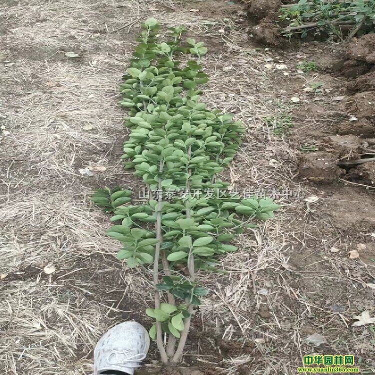 S1.2-1.5-1.8״ڷS;