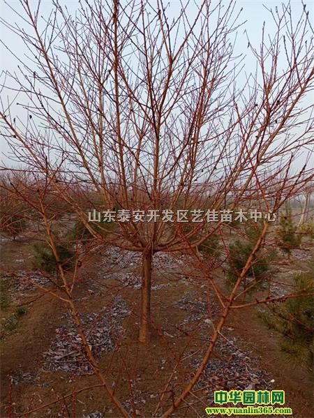 ļֲt~עҪI8-10ּt~҃r