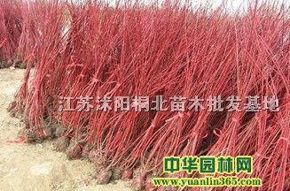 tľС硢tľNӡSβSβNӡ~Nӵ