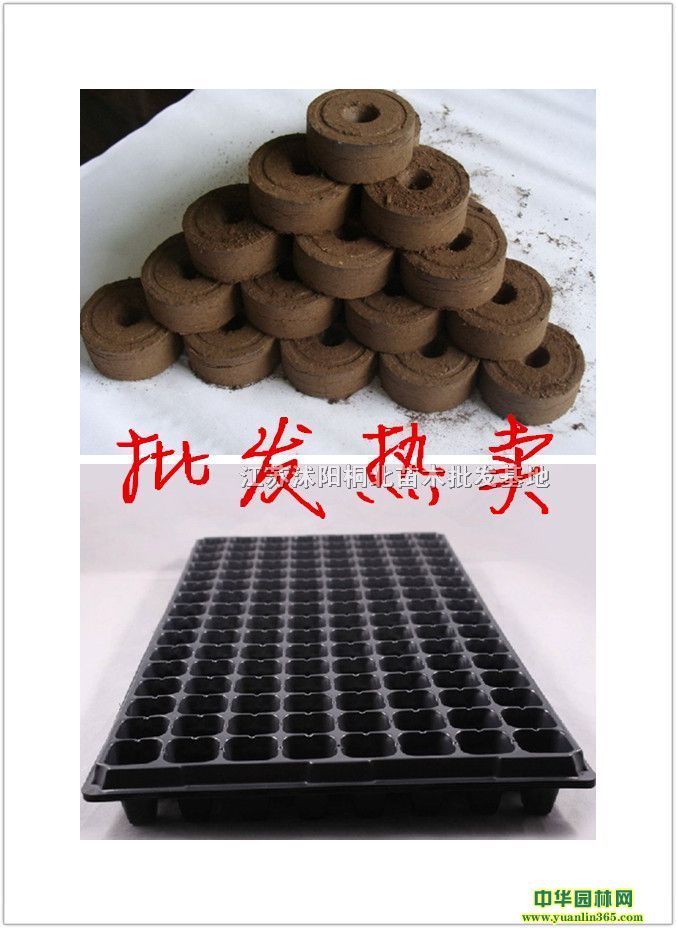 猣ѨPKͥIB(yng)ꖾW(wng)