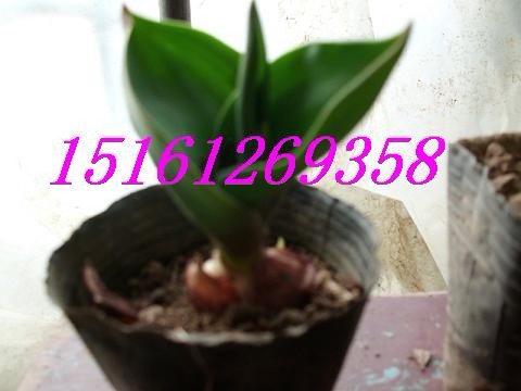 㡢l(f)ؔ(ci)䡢軨m