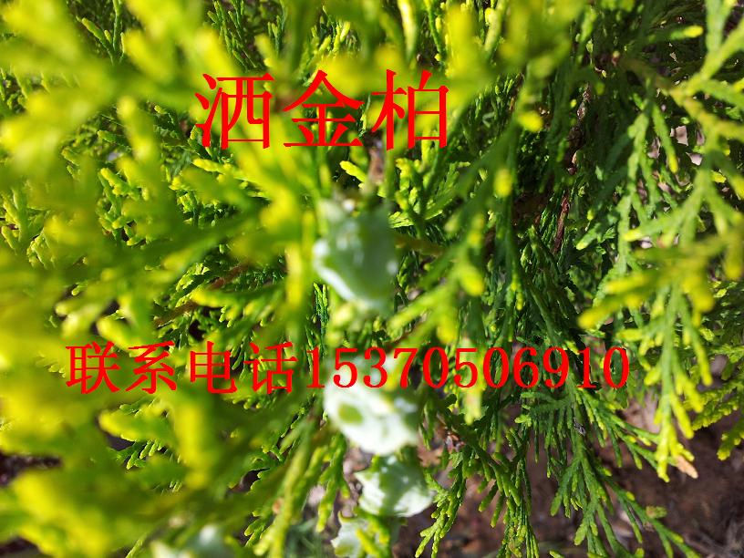 ءءءذء(c)ءɳذءѩɡɵľ