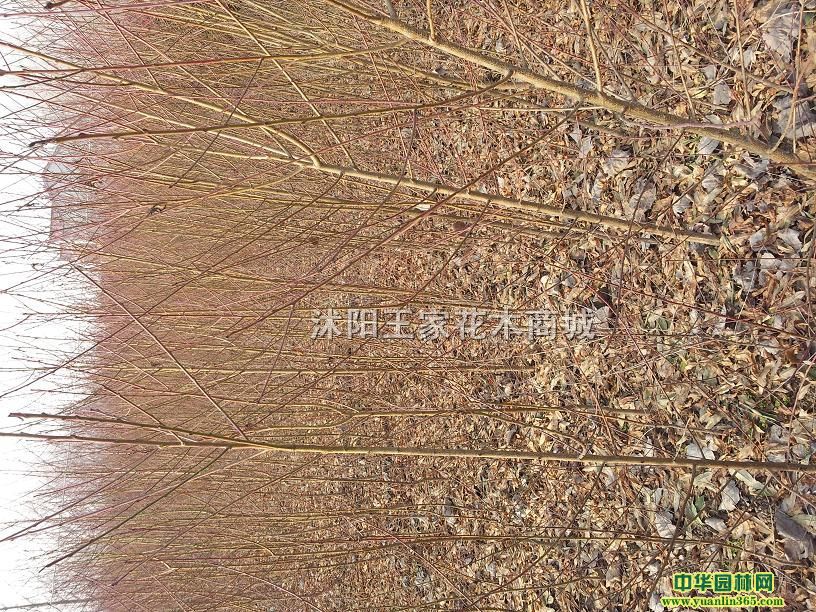 Ҙ䡢ɽ髡Jҡѡ䡢Әȹ