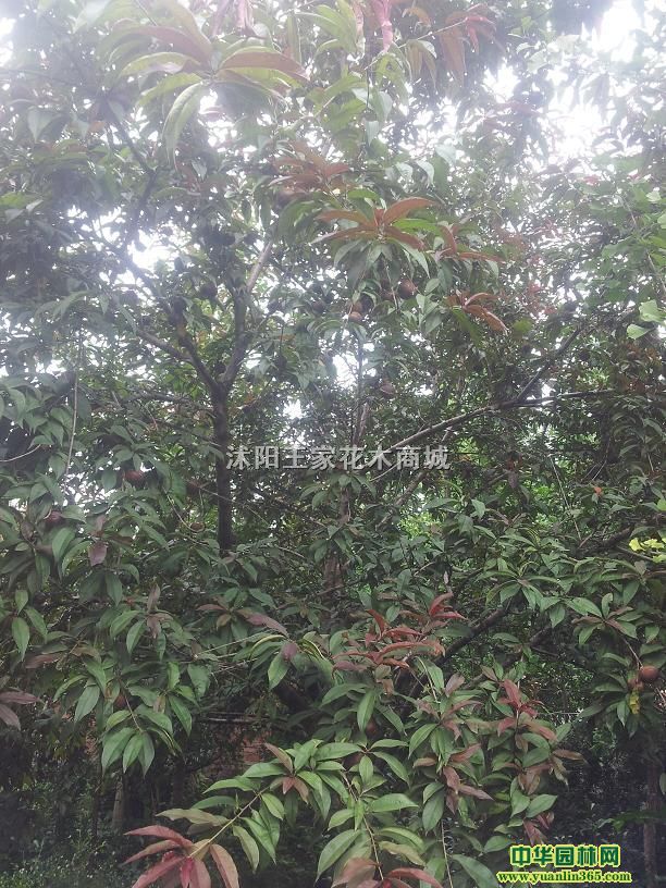 ~ҡ~ҡëҡɽҡҡ֦ҡ