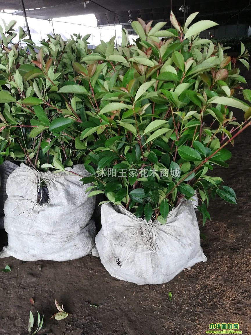 t~ʯ骱硢t~ʯ򡢼t~ʯ骘