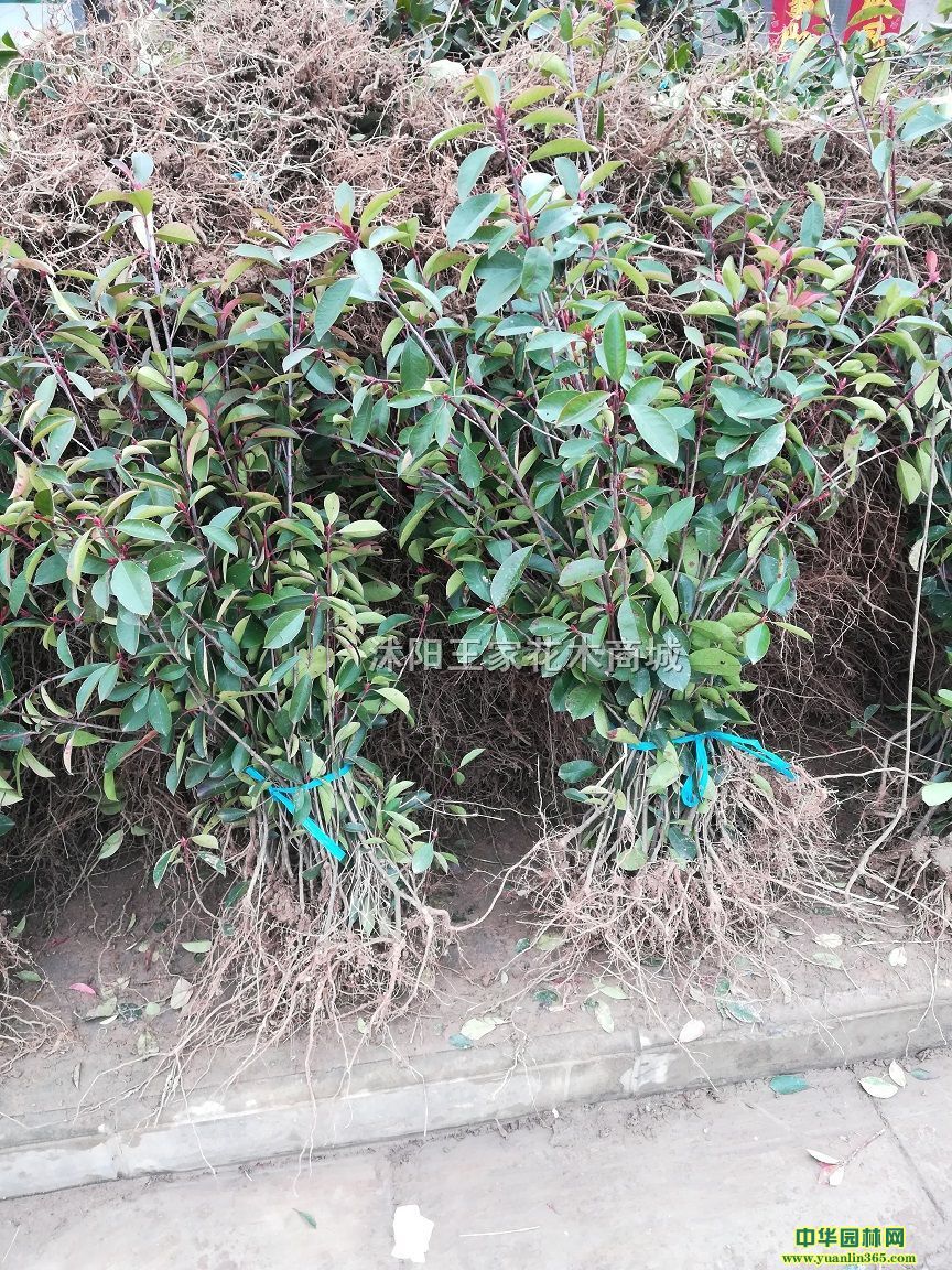 t~ʯС硢ޱ硢Ǘ~ŮؑҘ