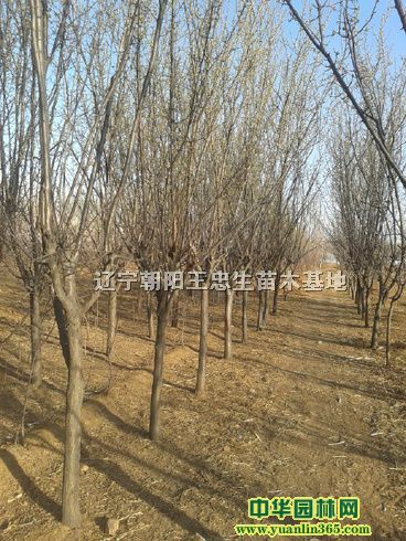 䡢ɽӘ䡢̻ܡɽ高䡢