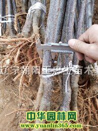 ɽӘ䡢ɼӘ