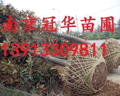 15֏Vm15֏Vm16֏Vm