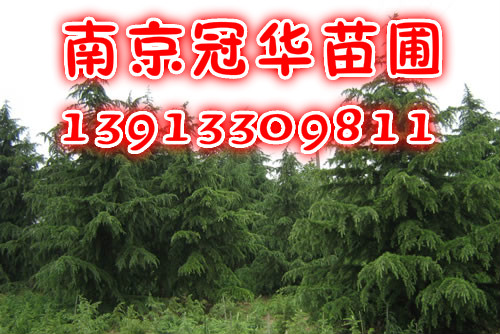 ѩɃrϾѩɃrѩС硢Ѳѩ