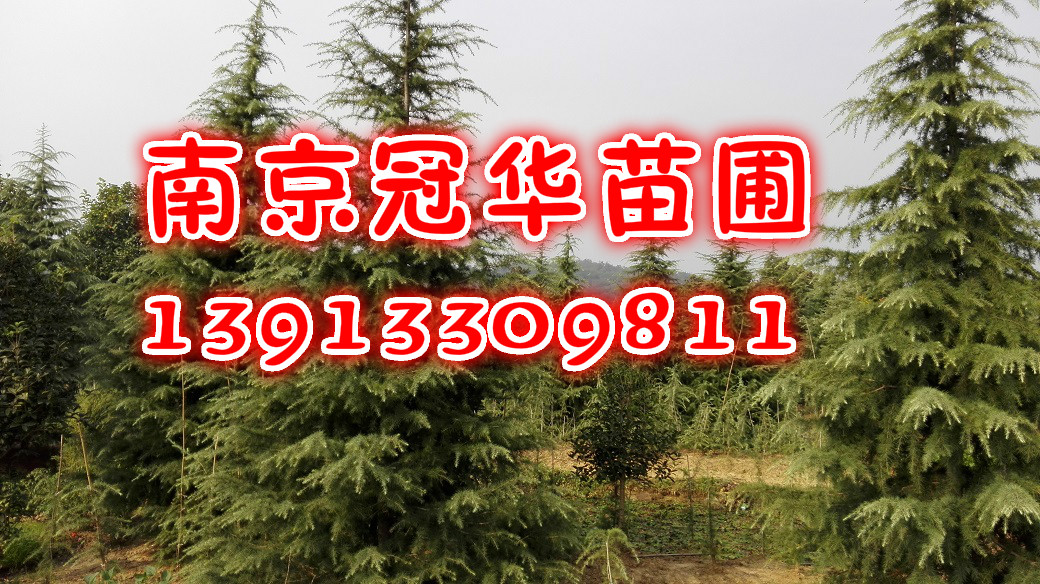 ѩɃrѩɮaءϾѩɡѩɻ؃r