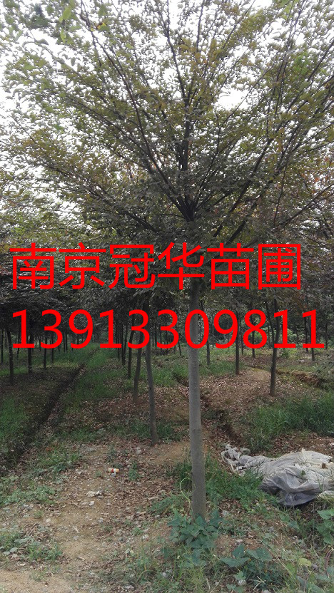 tηNֲa(chn)2223252421ּt