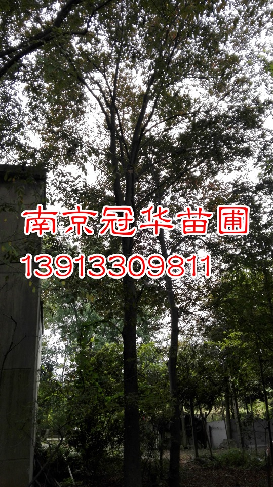 8ּt10ּt12ּt15ּtήa(chn)س