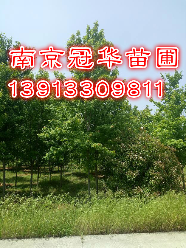 ֱN15(gu)t-15ּt-15(gu)t