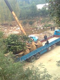 tSסmSKġǗӳɽt١ľϵ