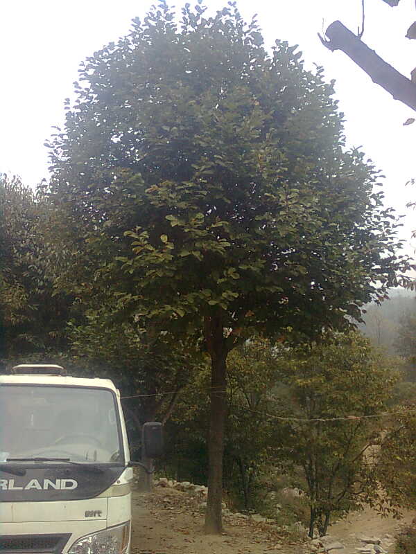 mǗ衢SKɽǡ𻨡ǡġľϡ~Ůؑ