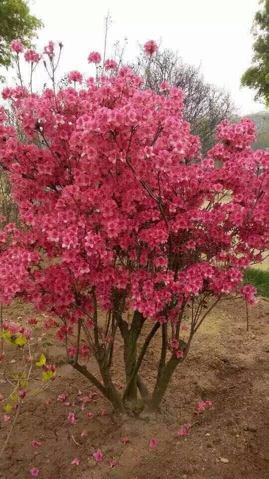 tSVm~KS