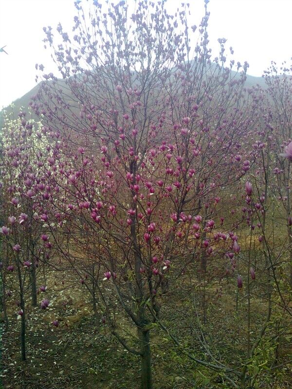 lľϡ~ŮؑNmɽǡӳɽtSǗ