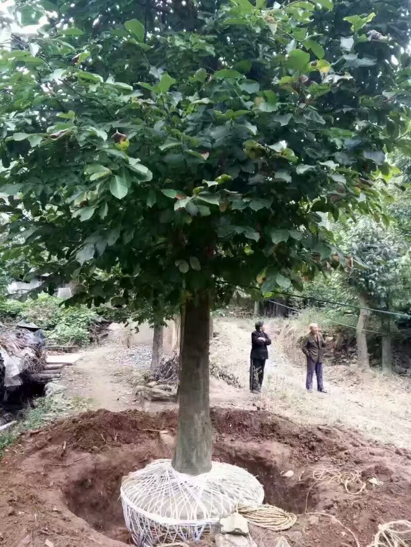 mmӳɽtS~ľ