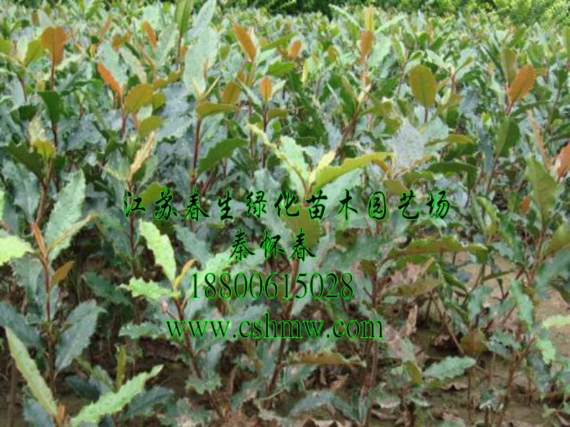 ʯ骡ʯ骘䡢ʯ骡ʯ骡ʯС