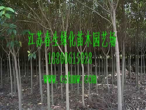 ~ŮؑľߗUŮؑСľŮؑ