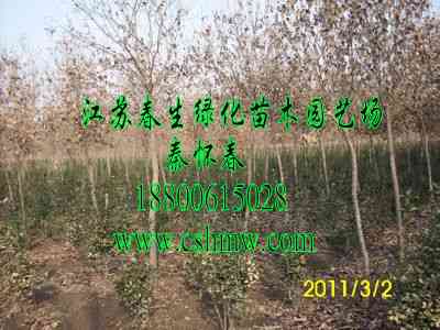 ľSСľľ