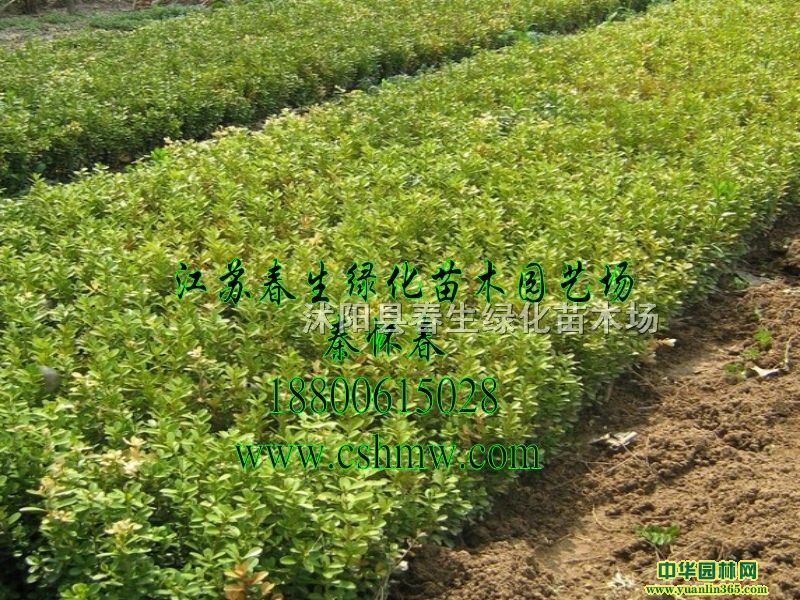 SС硢Sѿ硢SľС~SС